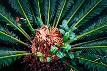 Palm tree close up of strong green leaves with bright green colors