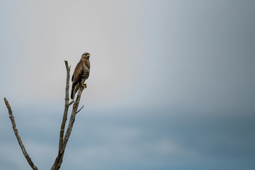A buzzard resting on top of a tree on an overcast morning