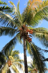 Fototapeta na wymiar Coconut palm trees against blue sky with few clouds in Mauritius
