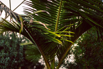 Fototapeta premium Palm tree close up of strong green leaves with bright green colors