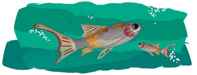 Variété de poisson rouge : Shubunkin