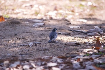公園にいた野鳥