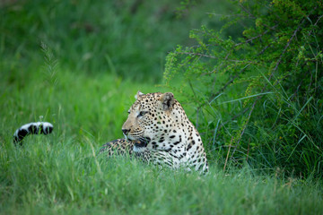 Fototapeta na wymiar Male Leopard resting in a drainage line after finishing a small meal