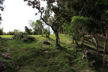 Tropical trees on a hill at the Black River Gorges National Park in Mauritius
