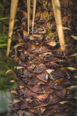 Palm tree close up of strong green leaves with bright green colors