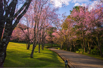 Cherry blossom garden at khun wang national park Chiang Mai in northern Thailand © Morakot