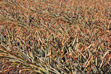 Pineapple plantation field near the Black River Gorges National Park in Mauritius