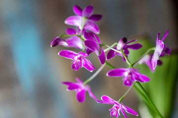 Fototapeta na wymiar Dendrobium orchid. Flowering plant. Purple orchid beauty natural beauty.