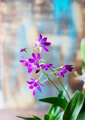 Dendrobium orchid. Flowering plant. Purple orchid beauty natural beauty.