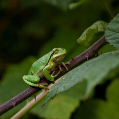 Tree frog sits on  blackberry bush