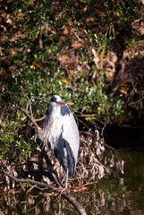 水辺で休むサギ