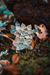  flower close-up with strong colors and a blurry background