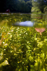 Underwater view of the Slunjcica River source in Croatia