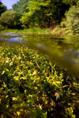 Underwater view of the Slunjcica River source in Croatia