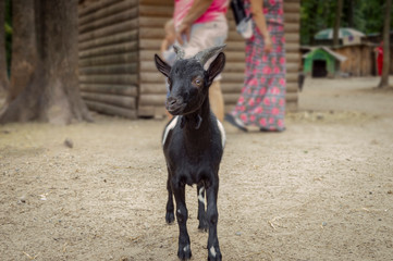 Little goat on farm