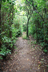 Trail from the parking lot to an observation point at the Black River Gorges National Park in Mauritius