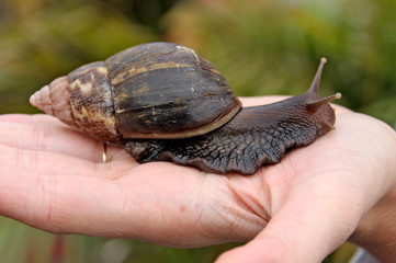 Oversized snail with shell hold by a woman's hand at the Black River Gorges National Park in Mauritius