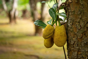 Young jack fruit on tree in garden.