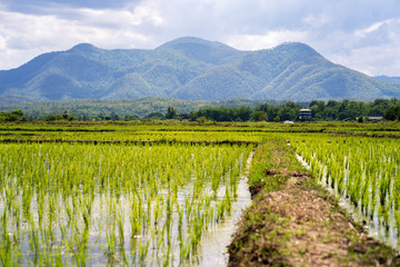 Fototapeta na wymiar Beautiful landscape of rice field with mountain background.
