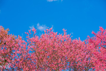 Cherry blossom garden at khun wang national park Chiang Mai in northern Thailand