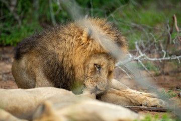Lion grooming and resting after a morning of patrolling.