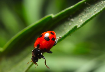 beautiful Lady Bug on a green plant