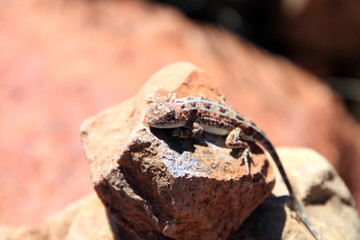 Desert Lizard camouflaged on rock in desert, Australian Outback, Australia