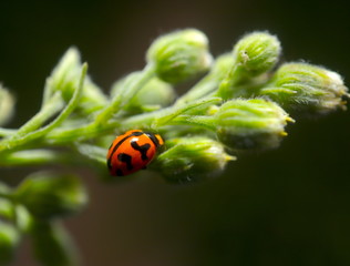 beautiful Lady Bug on a green plant