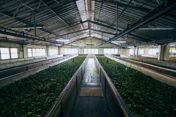 Production in tea factory