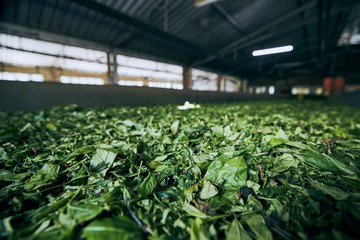 Production in tea factory