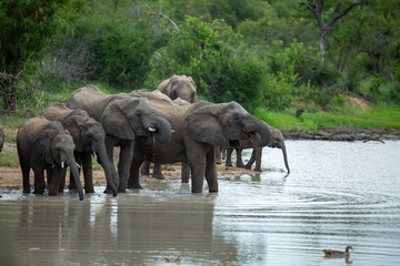 Fototapeta na wymiar Elephant herd drinking water at a local watering hole on an overcast morning