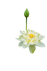 Beautiful blooming lotus isalated on white background.