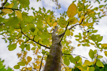 Tree Branches Growing with Green and Yellow Autumn Leaves