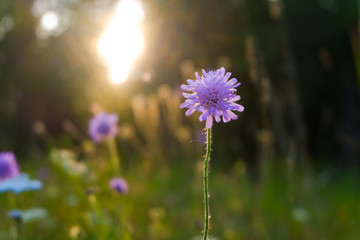 Field scabious purple flowers against the sunlight and forest