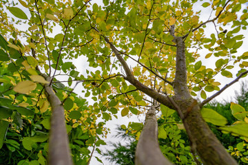 Tree Branches Growing with Green and Yellow Autumn Leaves
