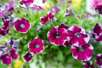 Obraz premium Spring background, blossom pansies flower in garden.