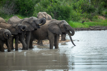 Elephant herd drinking water at a local watering hole on an overcast morning