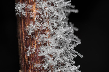 Branch covered in frost