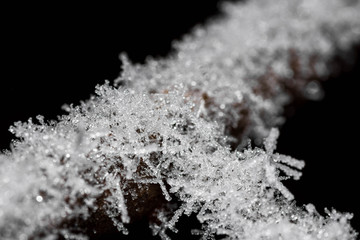 Branch covered in frost