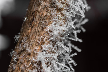 Branch covered in frost