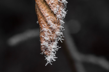 Frost flowers hanging by a piece of sharp metal