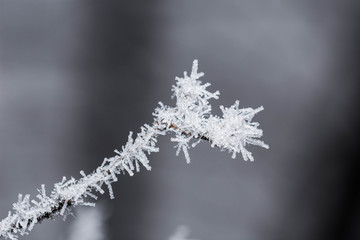 Thin and feeble tree branch covered in frost