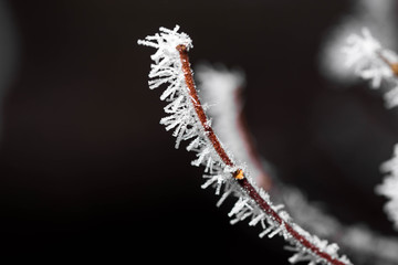 Thin and feeble tree branch covered in frost