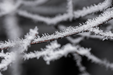 Tree branches covered in frost