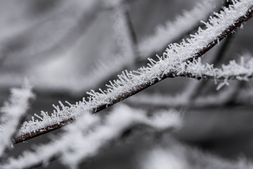 Tree branches covered in frost