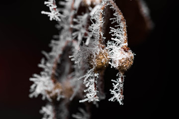 Wintery nature covered in frost