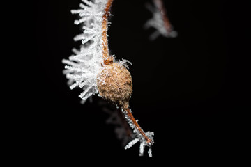 Wintery nature covered in frost