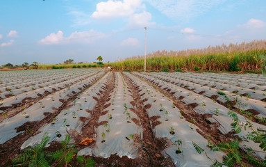 Green Chilli Plantation in a organic farm