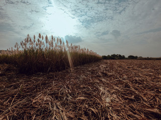 Sugar Cane Field with blue sky in the background