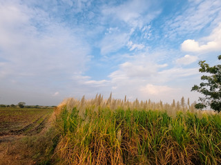 Sugar Cane Field with blue sky in the background